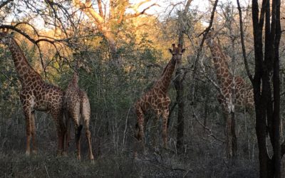 Reflections on a soul safari